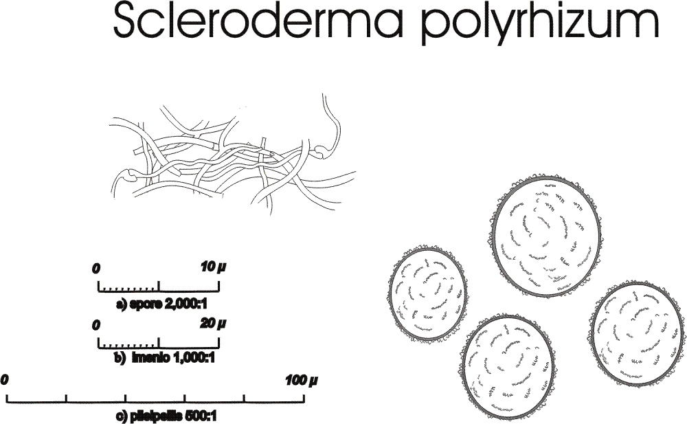 Scleroderma polyrhizum